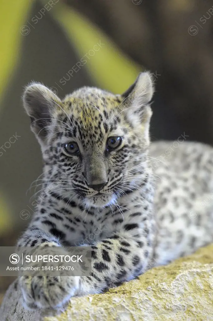 Persian leopard cub (Panthera pardus ciscaucasica), Zoo Augsburg, Bavaria, Germany