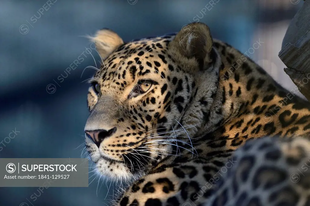 Persian leopard (Panthera pardus ciscaucasica), Zoo Augsburg, Bavaria, Germany