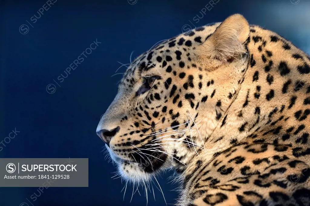 Persian leopard (Panthera pardus ciscaucasica), Zoo Augsburg, Bavaria, Germany
