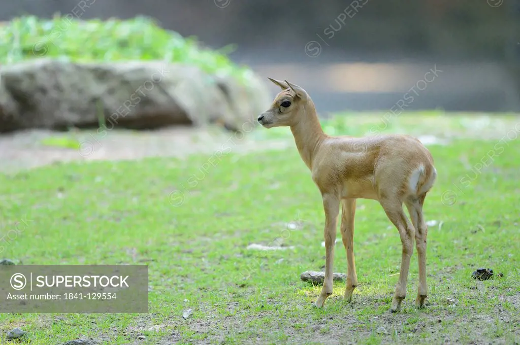 Young blackbuck (Antilope cervicapra)