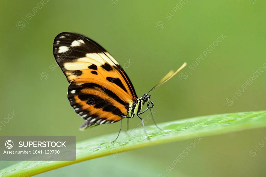 Butterfly Tiger Heliconian (Heliconius ismenius) on a leaf