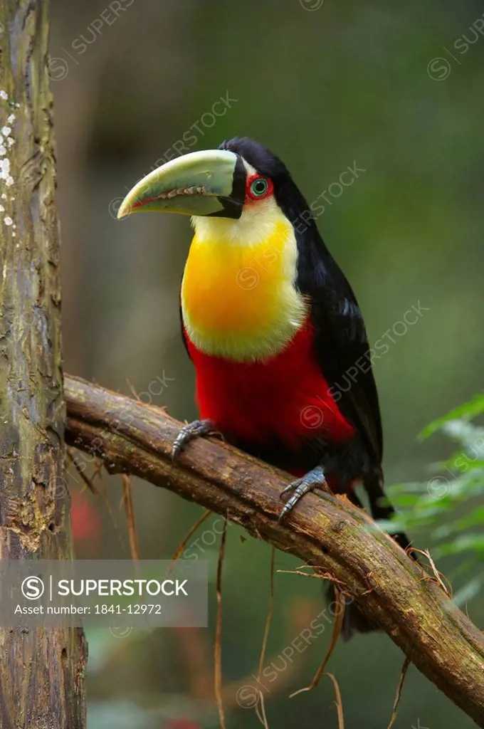 Red_breasted Toucan Ramphastos dicolorus, Foz do Iguacu, Brazil