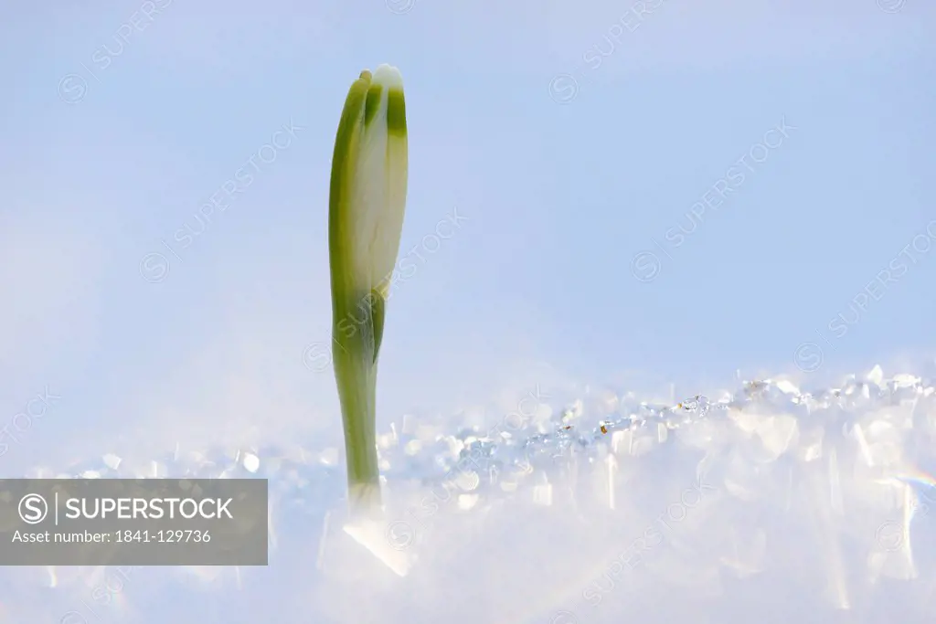 Blossom of a Spring Snowflake (Leucojum vernum) in snow