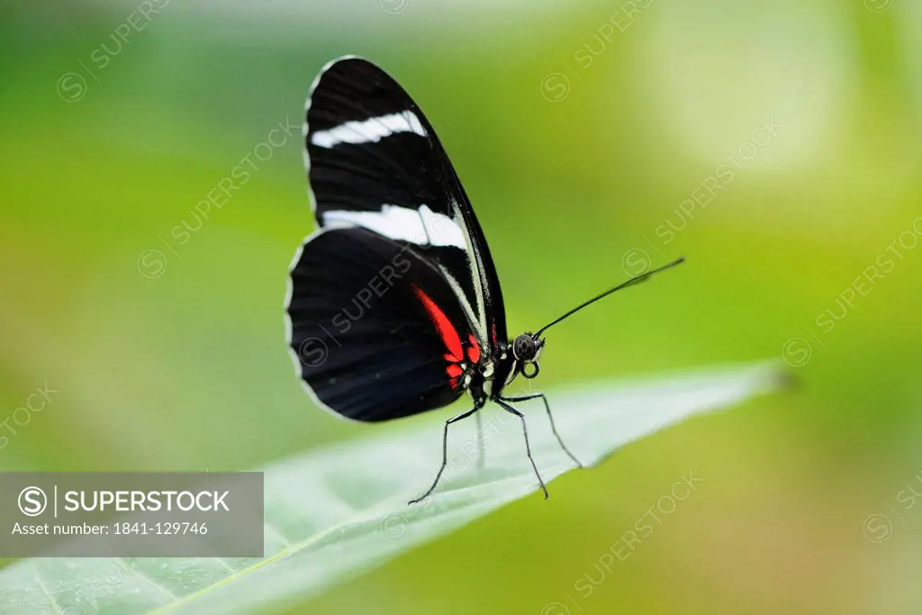 Butterfly Sara Longwing (Heliconius sara) on a leaf