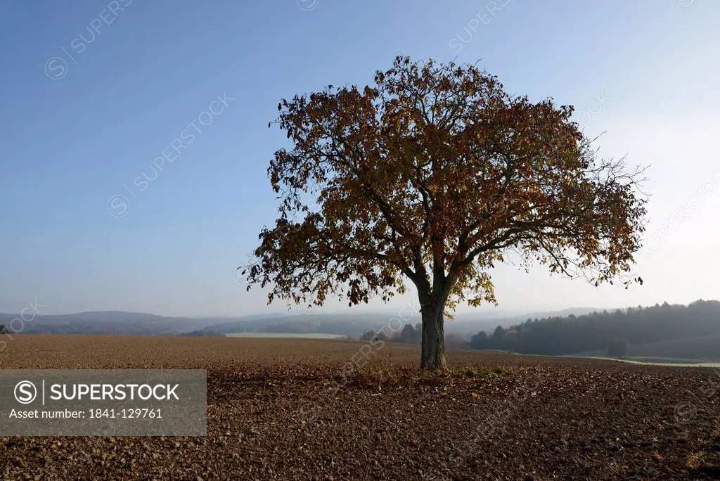 Nut tree, Vogelsberg, Hesse, Germany, Europe