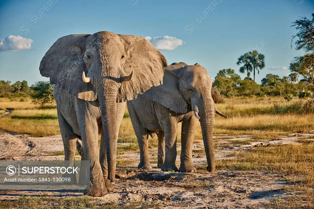 Agressiv male african bush elephants, Loxodonta africana, Chitabe, Okavango Delta, Botswana, South Africa, Africa