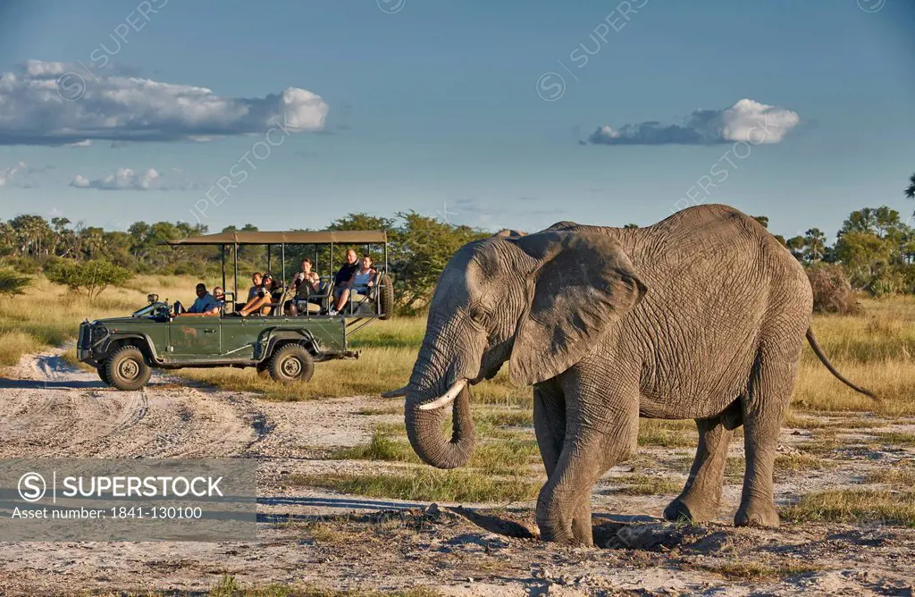 Tourists in jeep and african bush elephant, Loxodonta africana, Chitabe, Okavango Delta, Botswana, South Africa, Africa