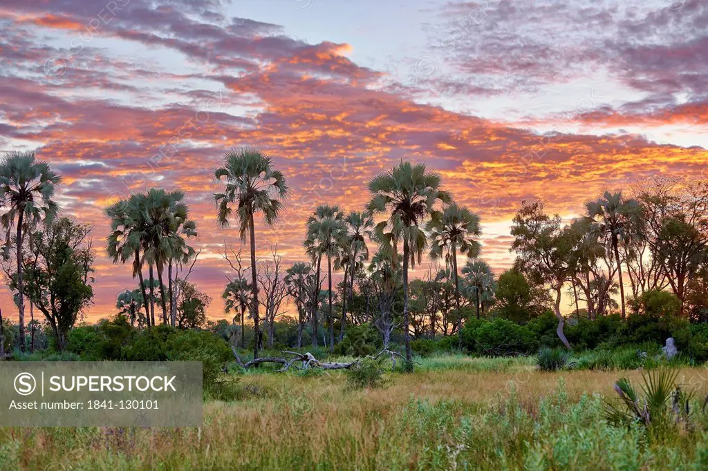 Sunrise at Chitabe, Okavango Delta, Botswana, South Africa, Africa