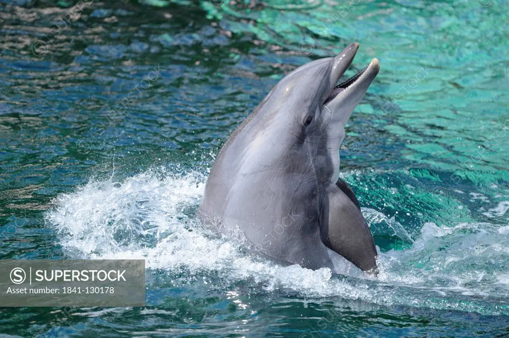 Common bottlenose dolphin (Tursiops truncatus) in a show