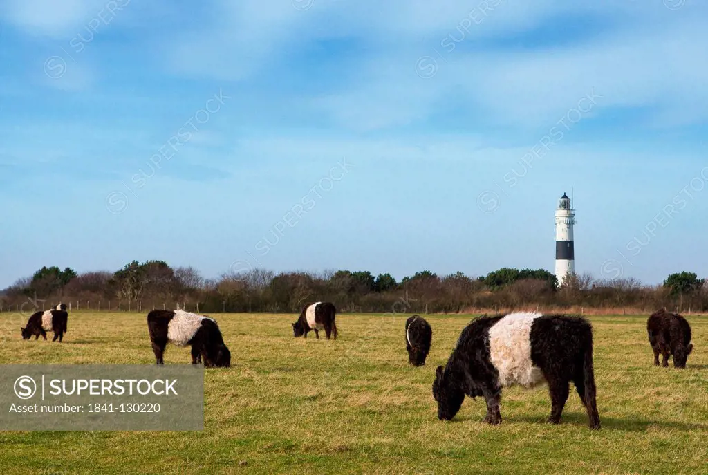 Belted Galloway on a pasture, Kampen, Sylt, Schleswig-Holstein, Germany, Europe