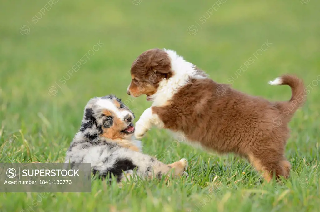 Headline: Two Australian sheperd puppies on a meadow, Bavaria, Germany, Europe