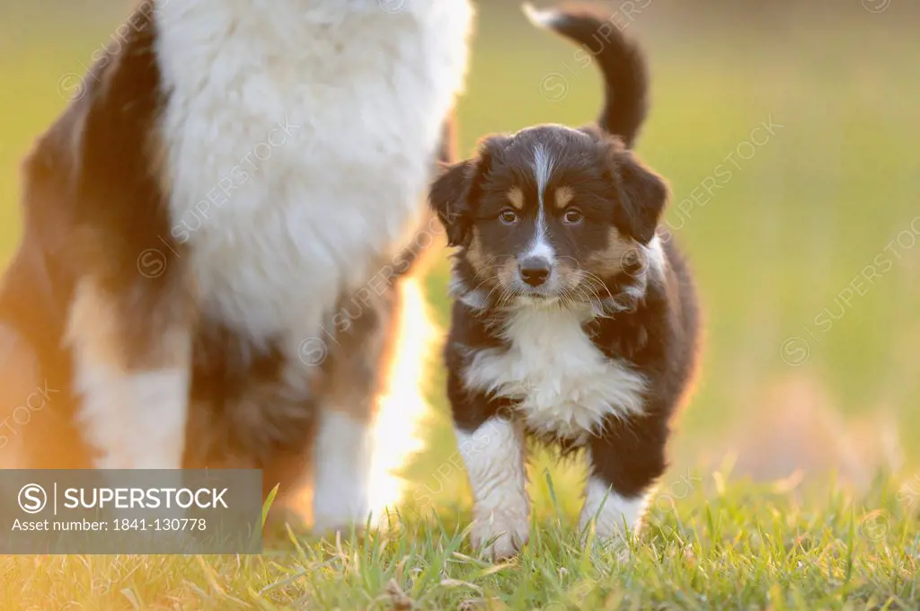 Headline: Australian shepherd and puppy on a meadow, Bavaria, Germany, Europe