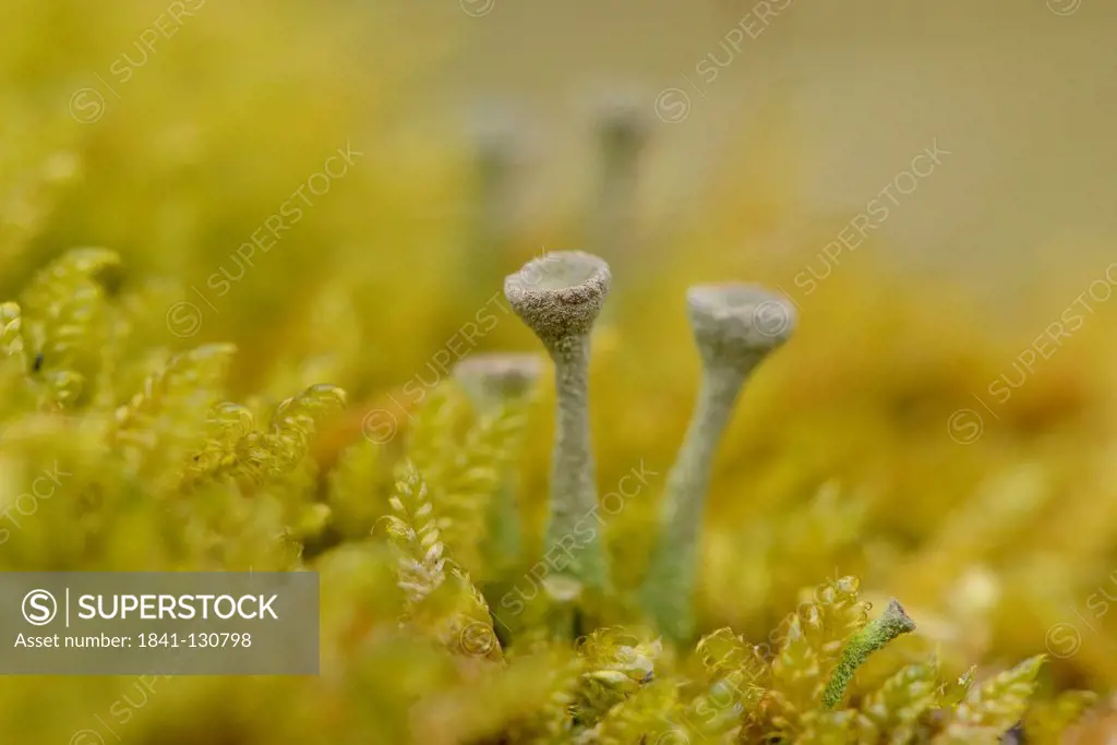Headline: British lichens, Cladonia pyxidata, Upper Palatinate, Germany, Europe