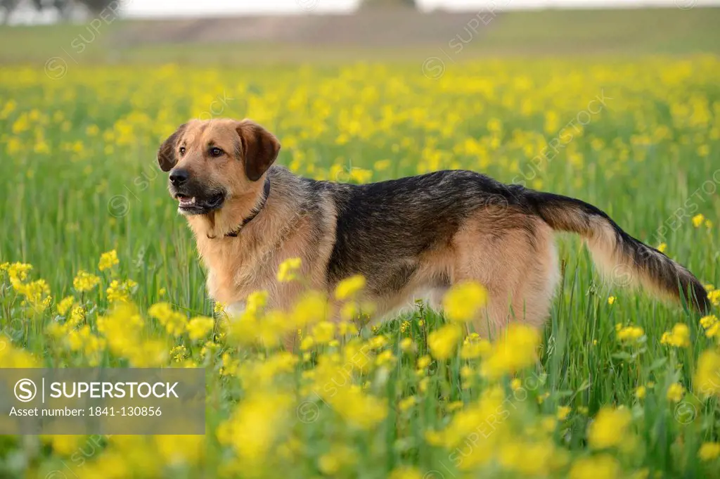 Headline: Mongrel dog in a flower meadow, Upper Palatinate, Bavaria, Germany, Europe