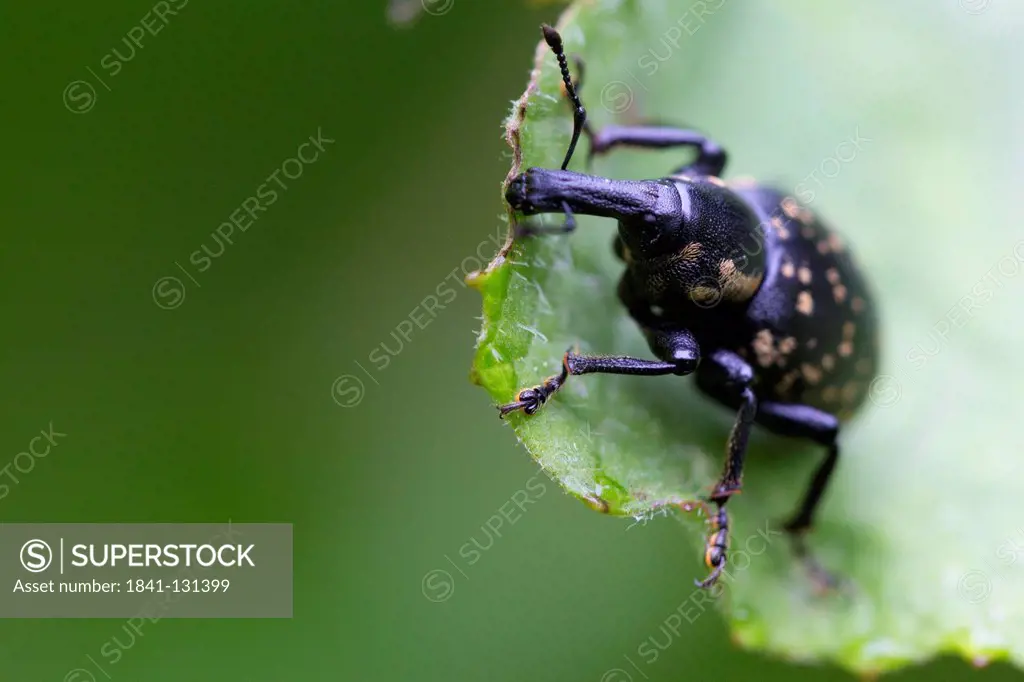 Headline: Trunk beetle, Curculionidae, Wutachschlucht, Black Forest, Baden-Wuerttemberg, Germany, Europe