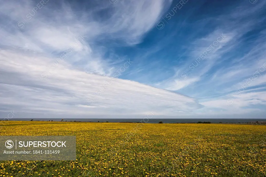 Headline: Dandelion meadow in Braderup heath, Sylt, Schleswig-Holstein, Germany