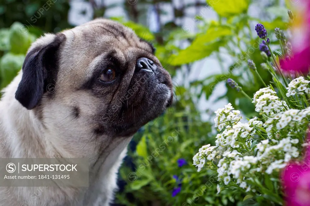 Headline: Female pug dog looking at flowers