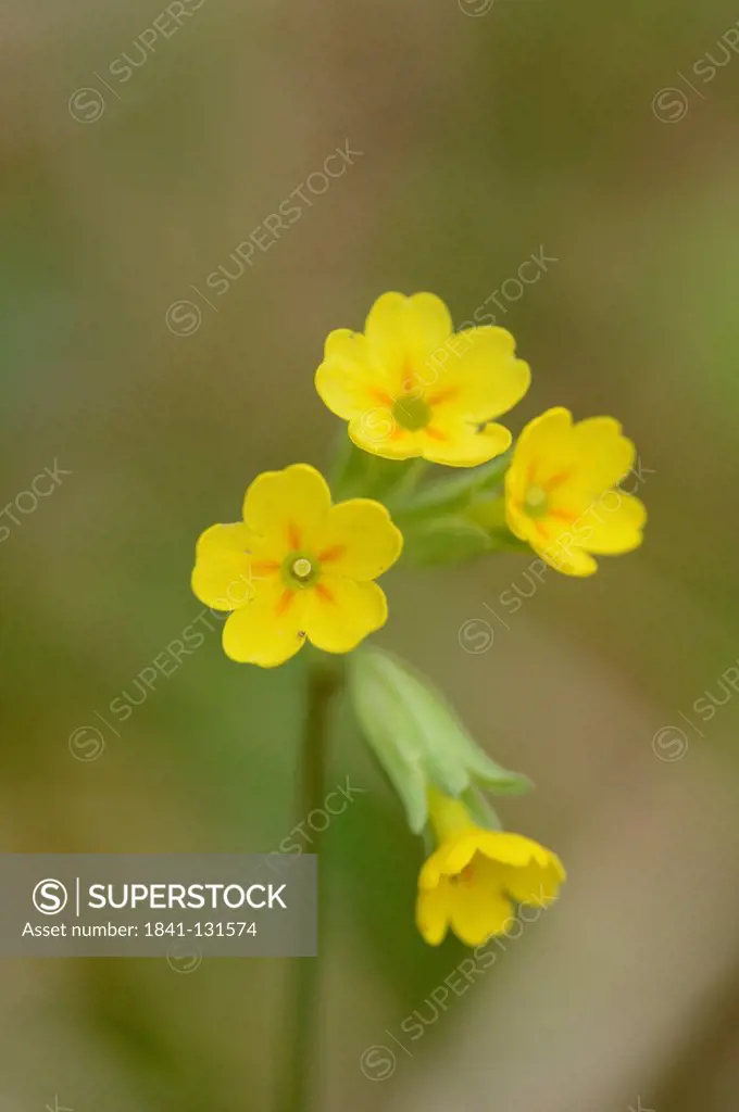 Headline: Common cowslip (Primula veris)