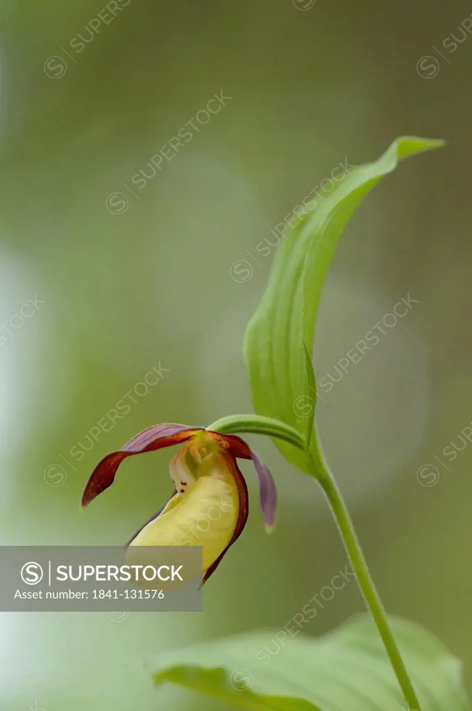 Headline: Lady's-slipper orchid (Cypripedium calceolus)