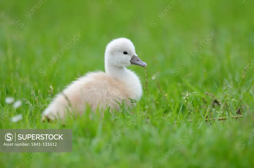 Headline: Mute Swan (Cygnus olor) chick in a meadow