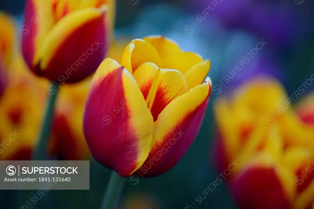 Headline: Flowering tulips