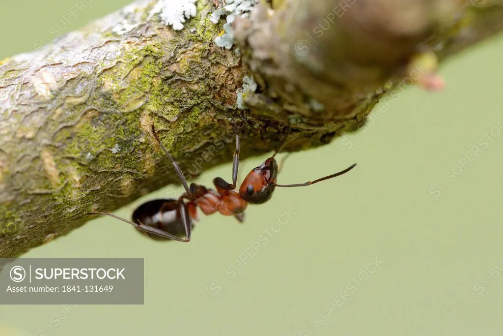 Headline: Red wood ant (Formica rufa) on a twig