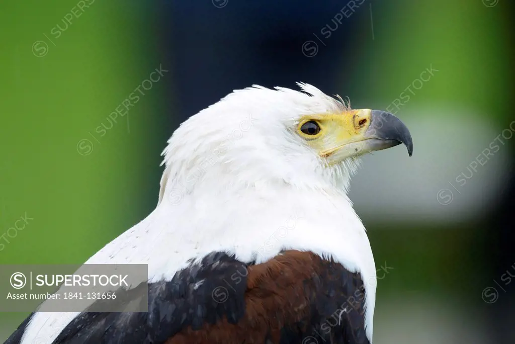 Headline: African Fish Eagle (Haliaeetus vocifer), close-up