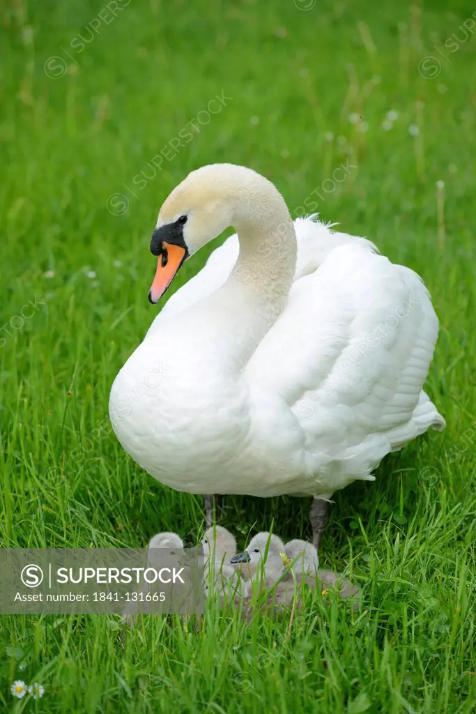 Headline: Mute Swan (Cygnus olor) chicks with mother in a meadow