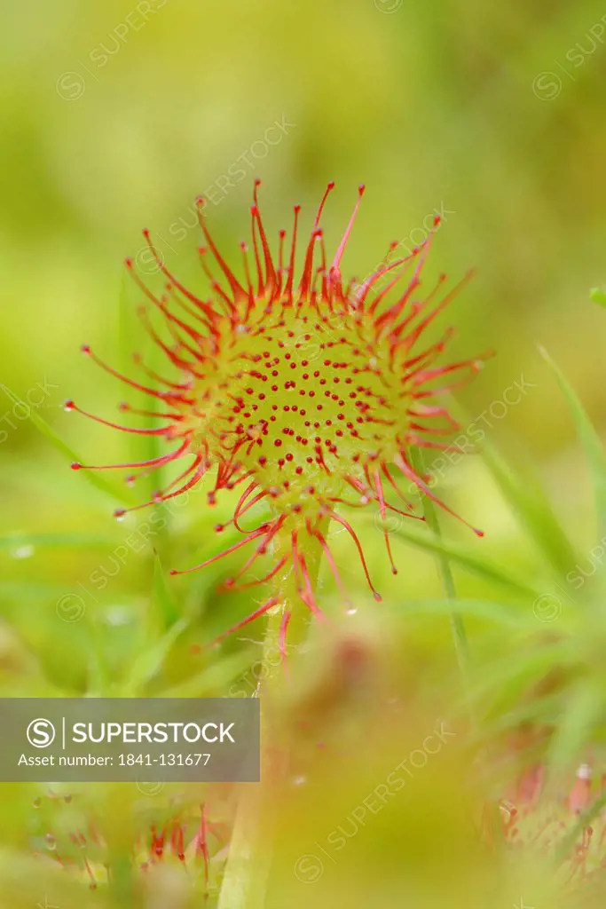 Headline: Sundew (Drosera rotundifolia)