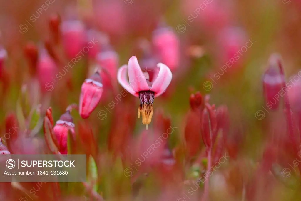 Headline: Flowering small cranberry (Vaccinium oxycoccos)