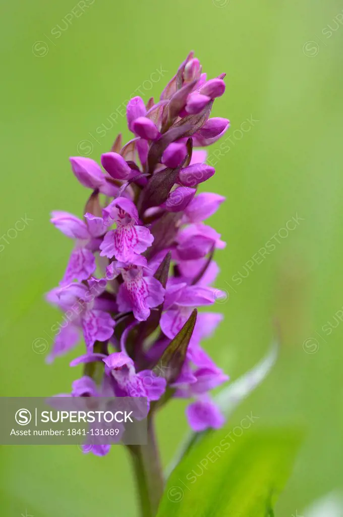 Headline: Western marsh orchid (Dactylorhiza majalis)