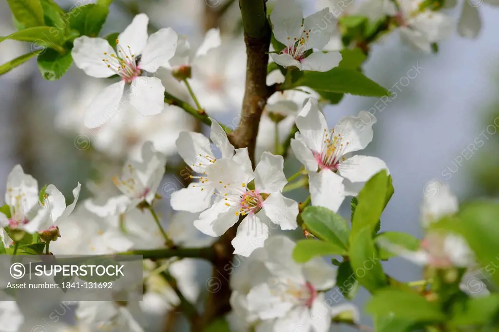 Headline: Blossoms of Blackthorn (Prunus spinosa) in spring
