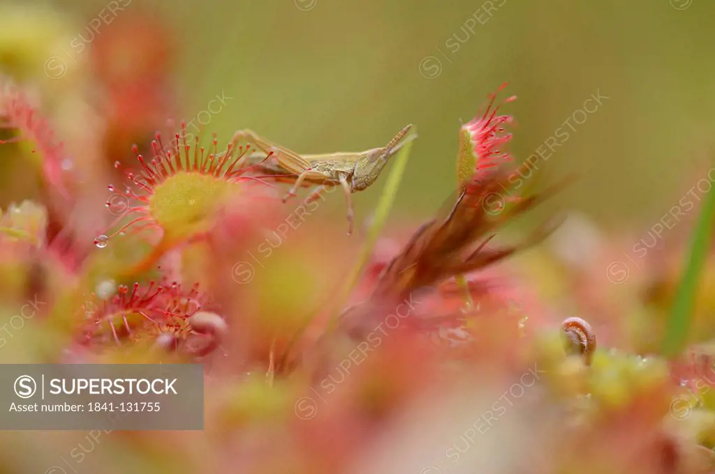 Headline: Grasshopper cought by round-leaved sundew (Drosera rotundifolia)