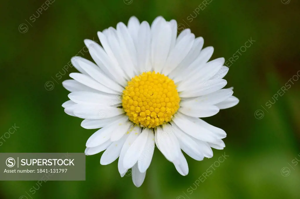 Headline: Common daisy (Bellis perennis)