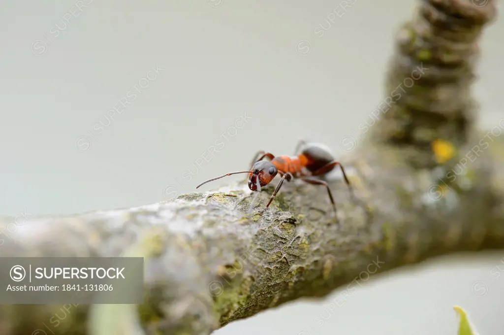 Headline: Red wood ant (Formica rufa) on a twig