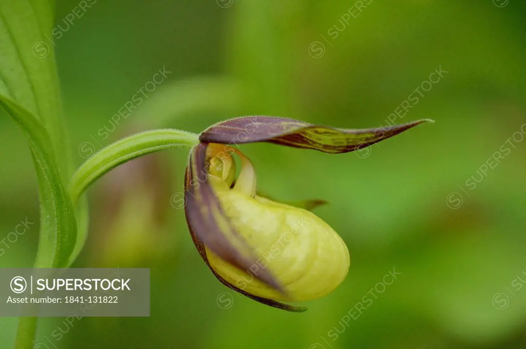 Headline: Lady's-slipper orchid (Cypripedium calceolus)