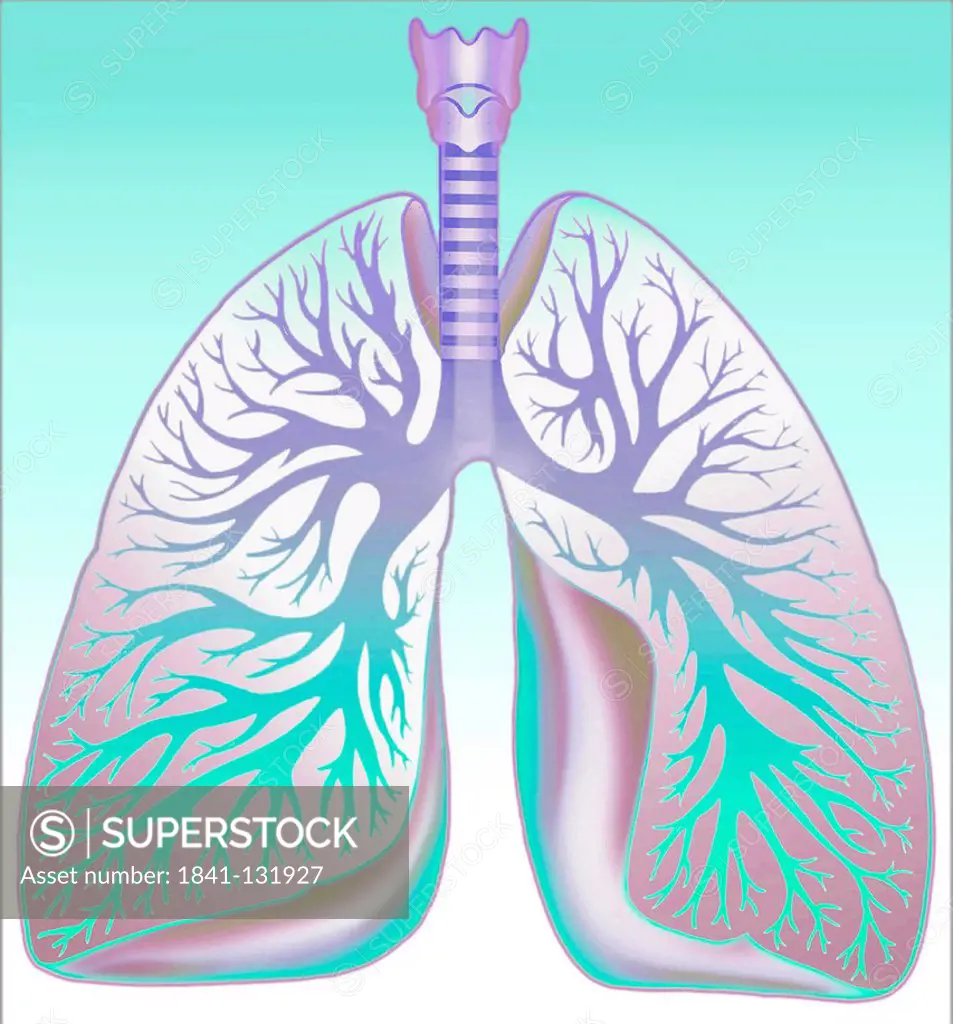 Headline: Human lung