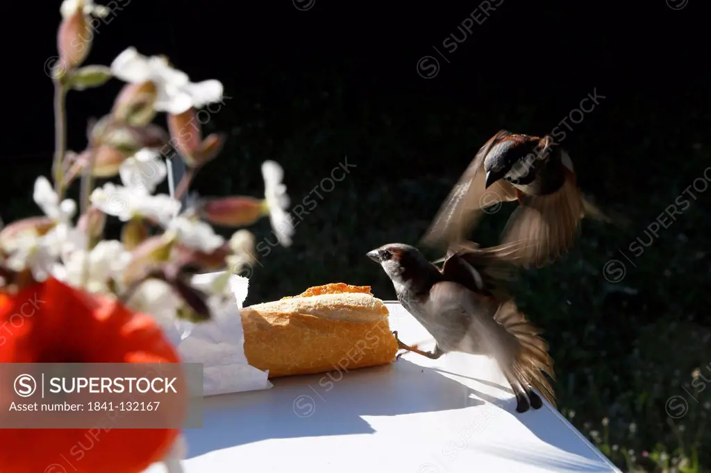 Headline: Two sparrows fighting for a piece of baguette, Saintes-Maries-de-la-Mer, Bouches-du-Rhone, France, Europe