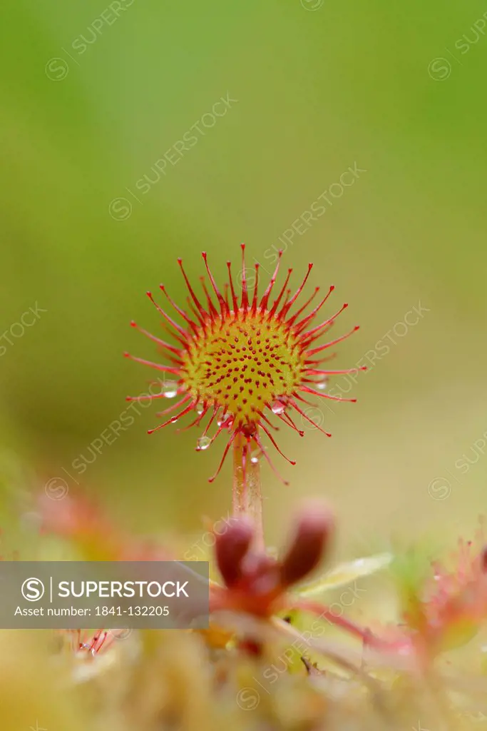 Headline: Round-leaved sundew (Drosera rotundifolia) in a moor in spring