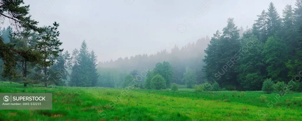 Headline: Moor in spring near Neumarkt, Upper Palatinate, Bavaria, Germany