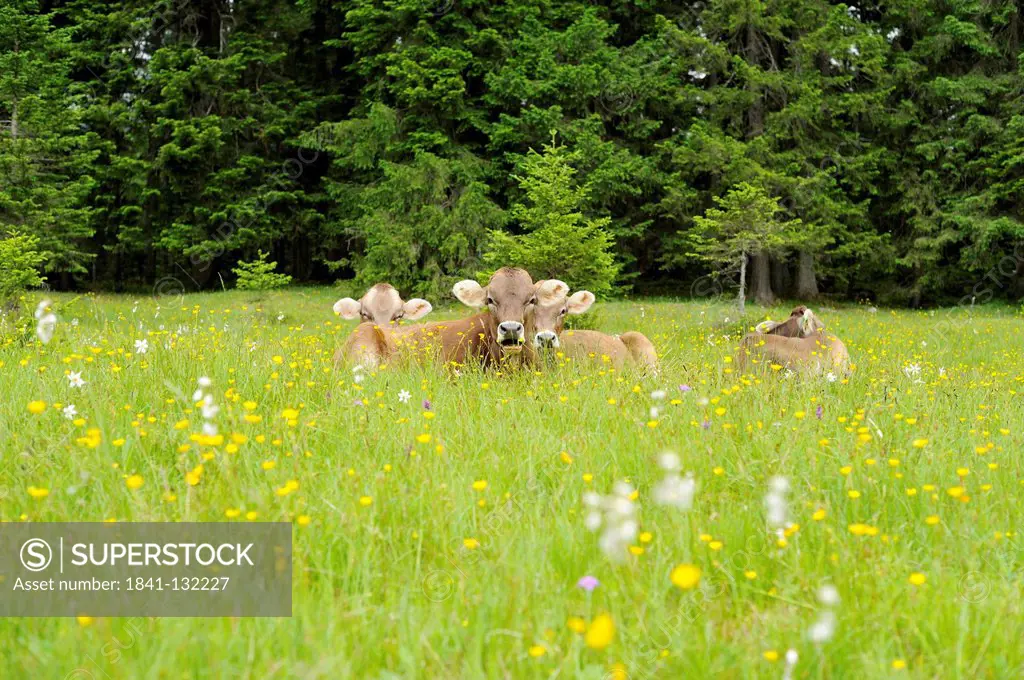 Headline: Cows (Bos primigenius) lying on an alpine meadow
