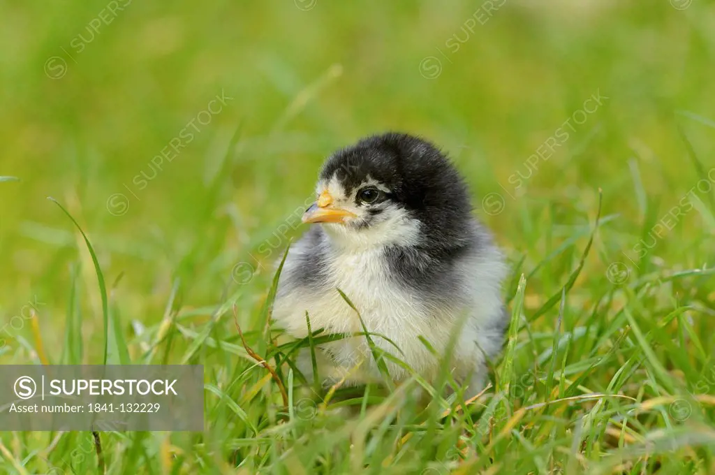 Headline: Chicken (Gallus gallus domesticus) chick on a meadow in spring