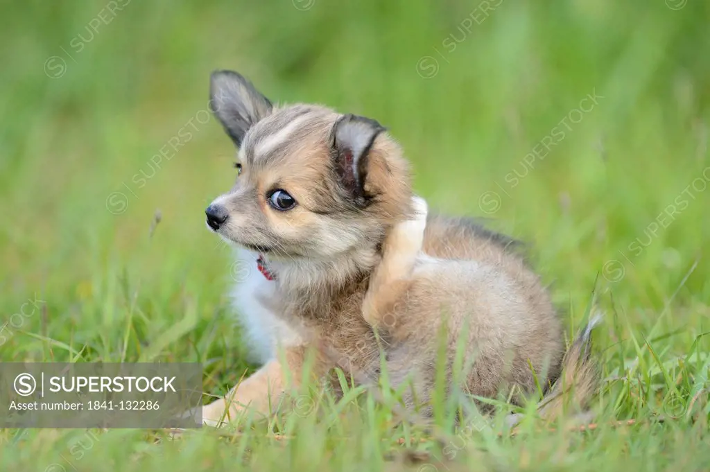 Headline: Chihuahua puppy outdoors