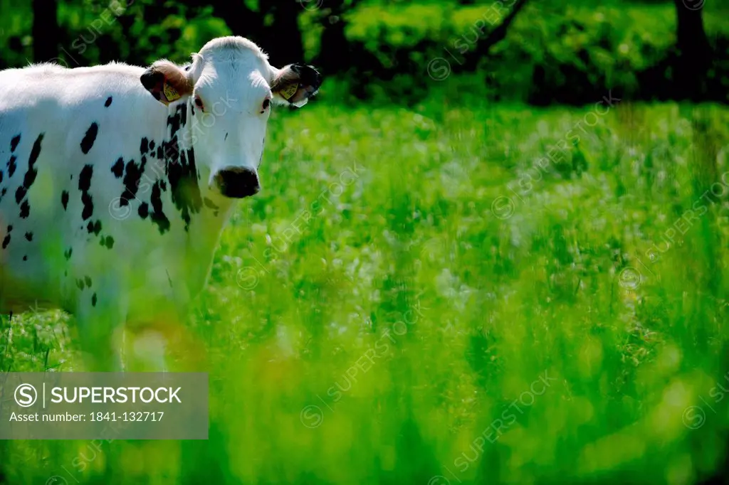 A black and white spotted cow in a green meadow.