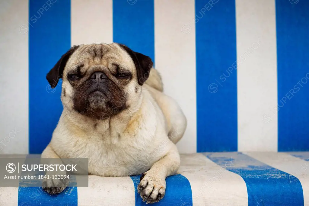 Pug dog lying in hooded beach chair, Sylt, Schleswig-Holstein, Germany, Europe