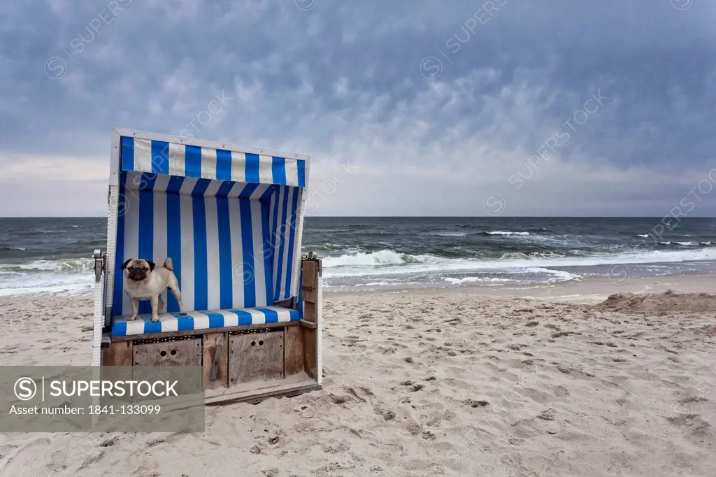Pug dog in hooded beach chair, Sylt, Schleswig-Holstein, Germany, Europe