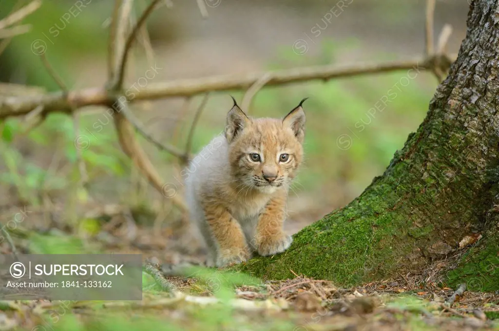 Eurasian lynx (lynx lynx) cub in a forest, Bavaria, Germany
