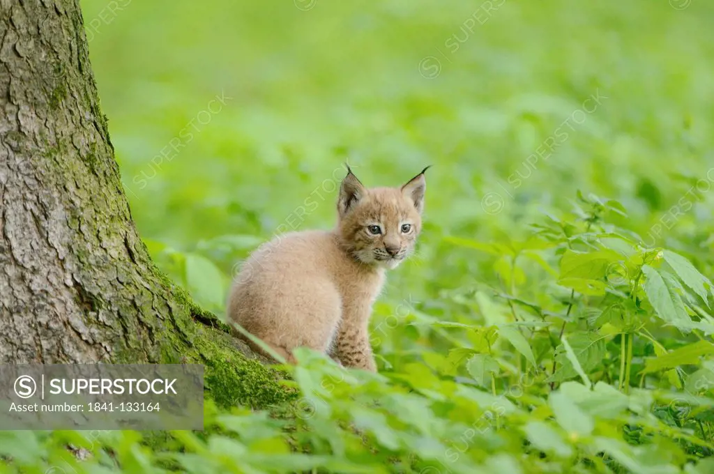 Eurasian lynx (lynx lynx) cub in a forest, Bavaria, Germany