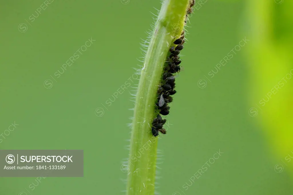 Pea aphids (Acyrthosiphon pisum) on a plant