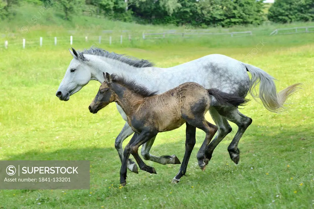 Connemara horse mare with foal running on a paddock